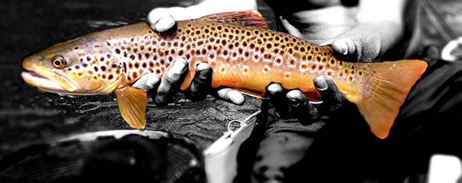 Colorado Fly Company  High Quality Fishing Flies At Discount Prices