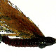 Flats Flies